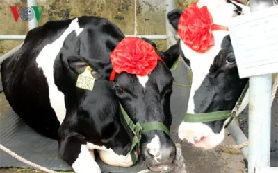 Hoa hậu bò sữa Mộc Châu 2015 cho 44 lít sữa/ngày