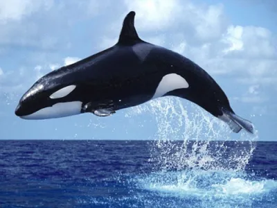  Phân cá voi giúp ngăn chặn sự nóng lên toàn cầu 